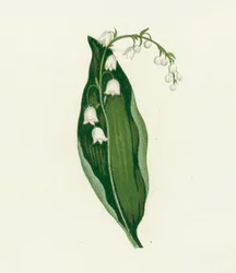 Lily of the Valley